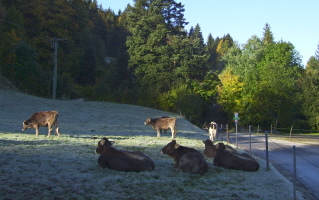 Foto von Kühen auf der Weide bei Frost